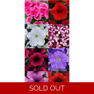 Petunia Easy Wave Trailing x 6 Plug Plants